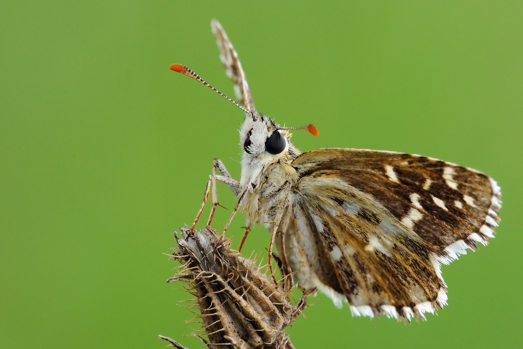 Identificazione... : Pyrgus cf malvoides