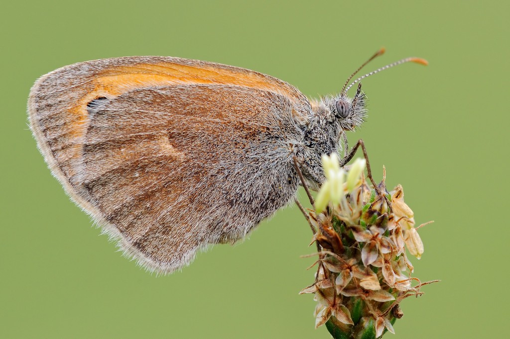 Lepidottero : Coenonympha pamphilus