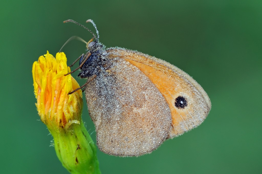 Coenonympha Pamphilus? Si