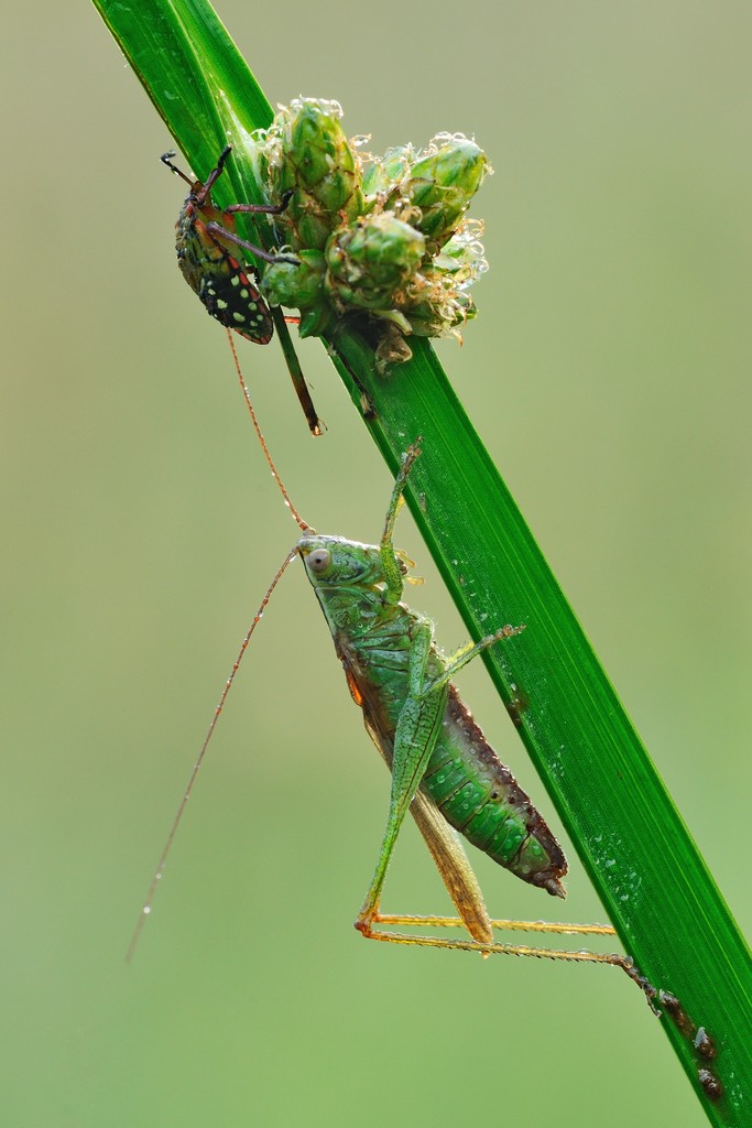 Uno giallo e uno verde