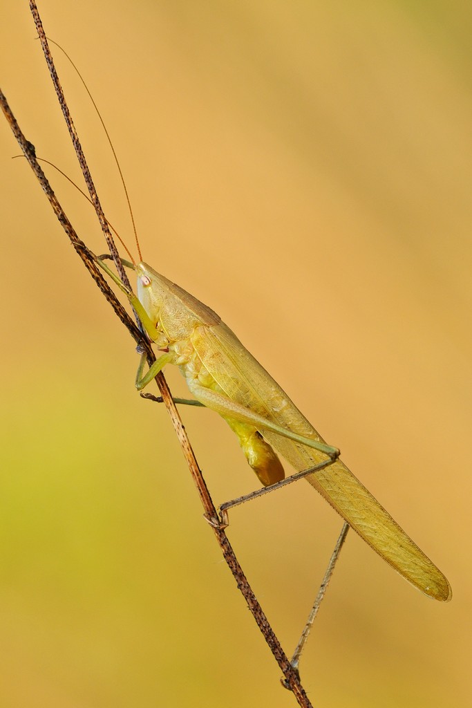 Uno giallo e uno verde