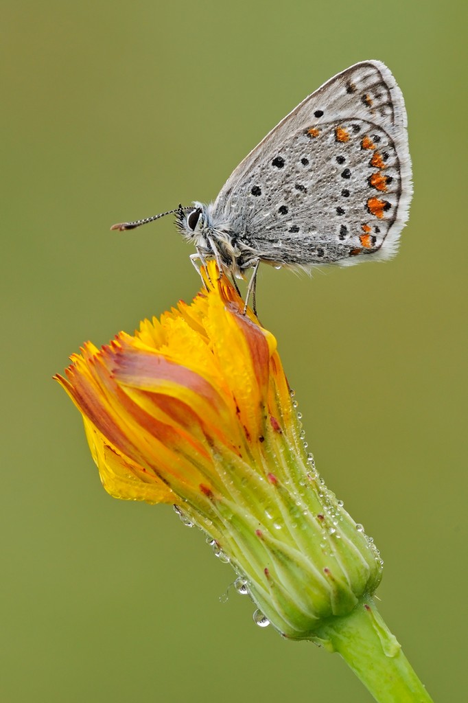 Polyommatus icarus?