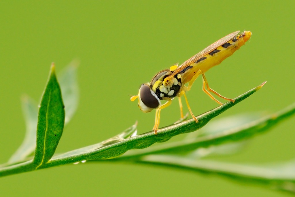 Episyrphus balteatus?