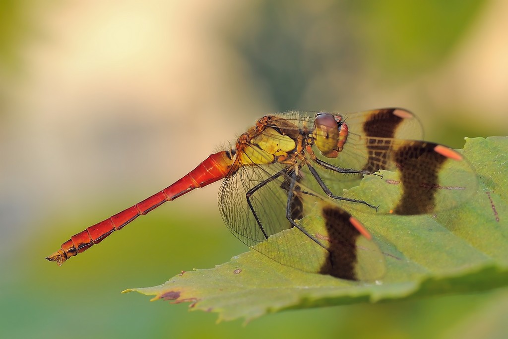 Sympetrum pedemontanum