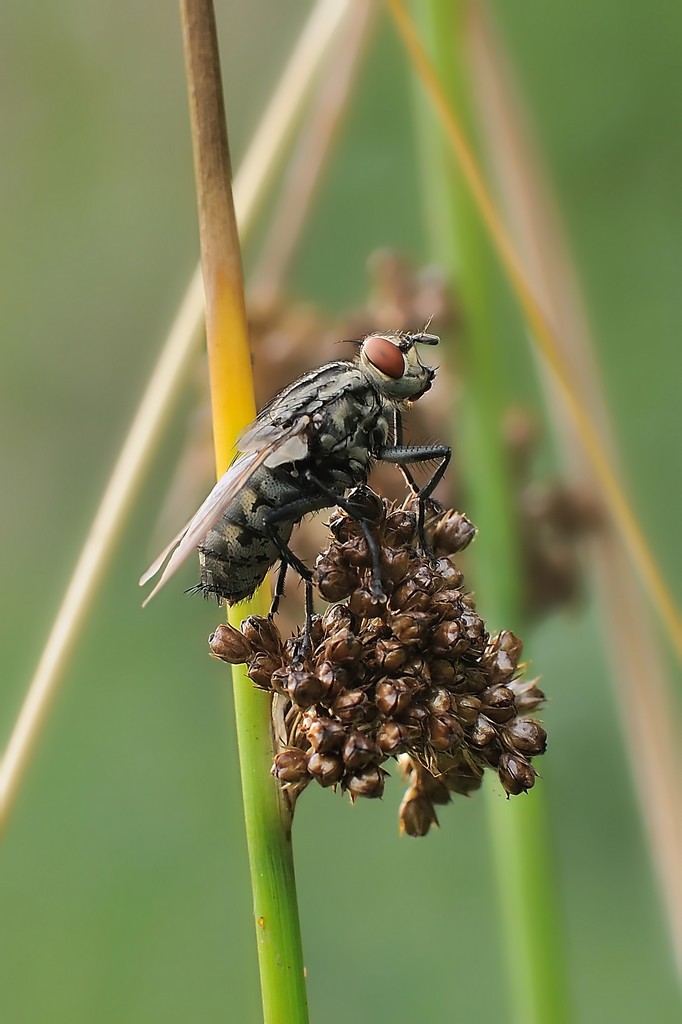 Identificazione