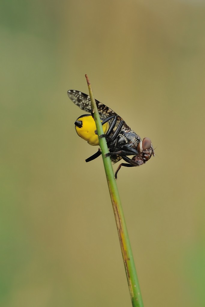 Identificazione