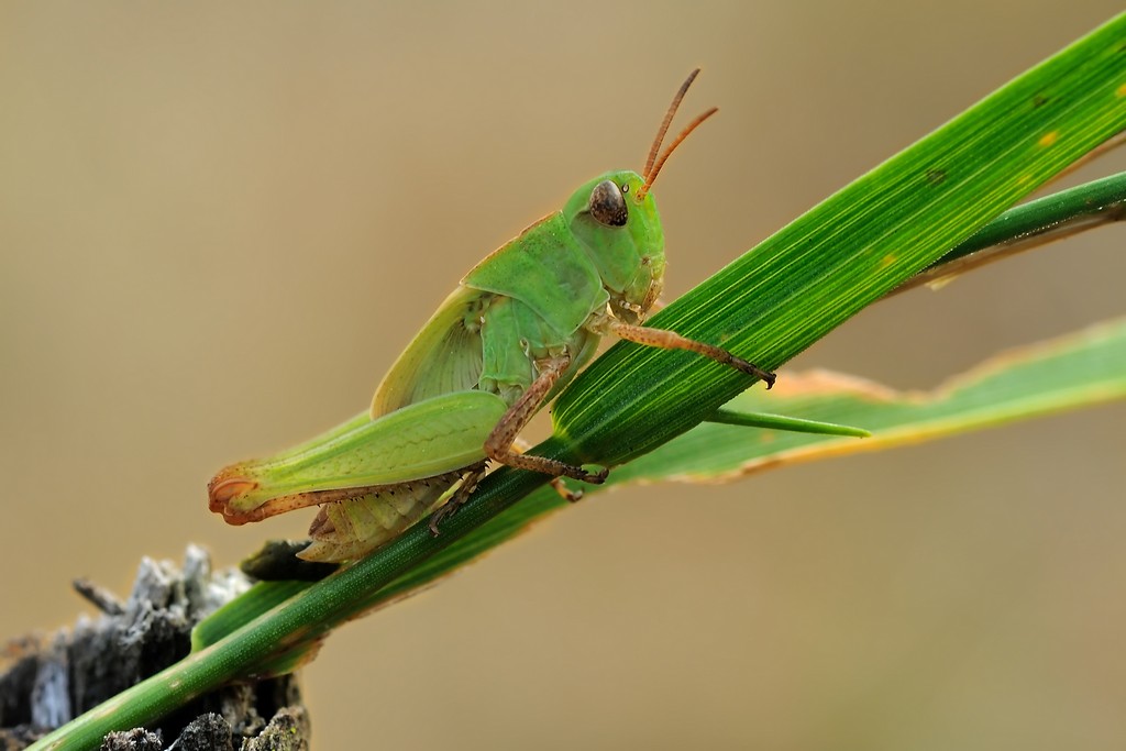 Identificazione