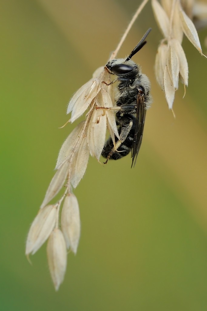 Halictus scabiosae e Halictus sp.