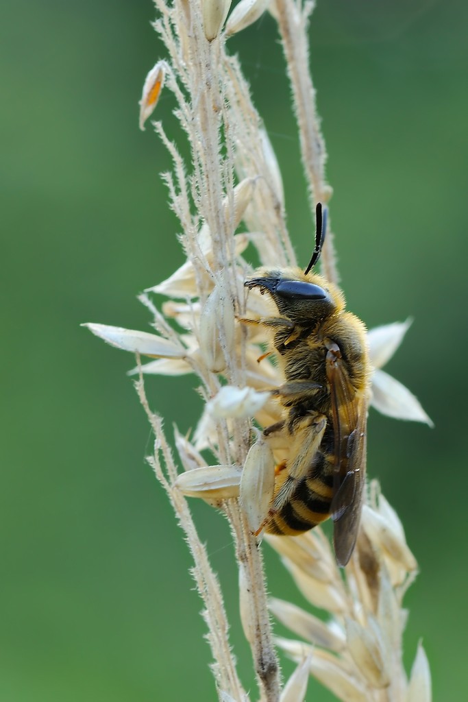 Halictus scabiosae e Halictus sp.