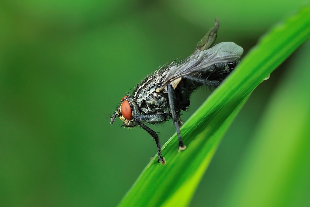 Sarcophaga sp. (Sarcophagidae)