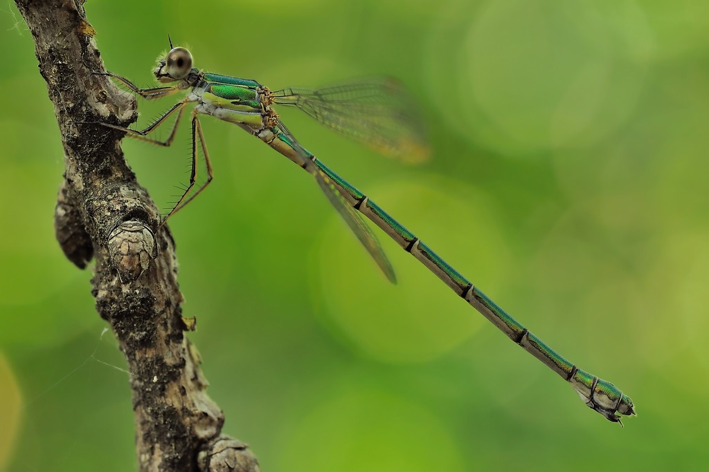 Lestidae: Chalcolestes viridis, femmina