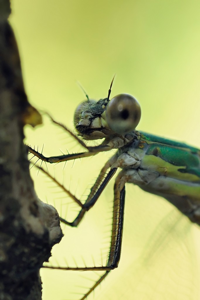 Lestidae: Chalcolestes viridis, femmina