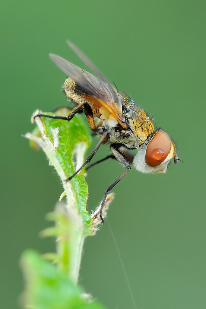 Identificazione