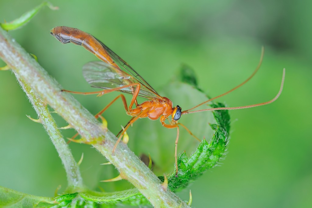 Ichneumonidae.