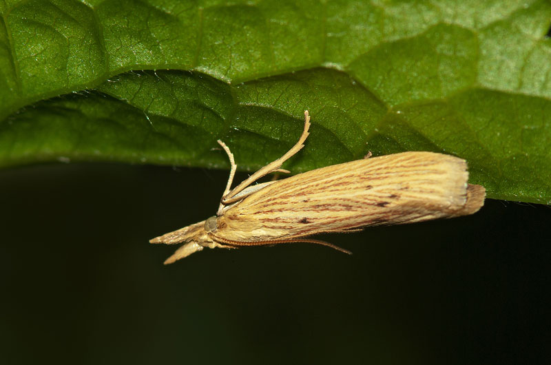 Forse  una Aphomia zelleri (Joannis, 1932) - Pyralidae?