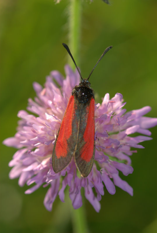 Zygaena da identificare