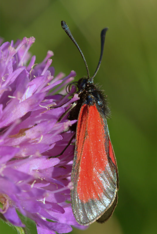 Zygaena da identificare