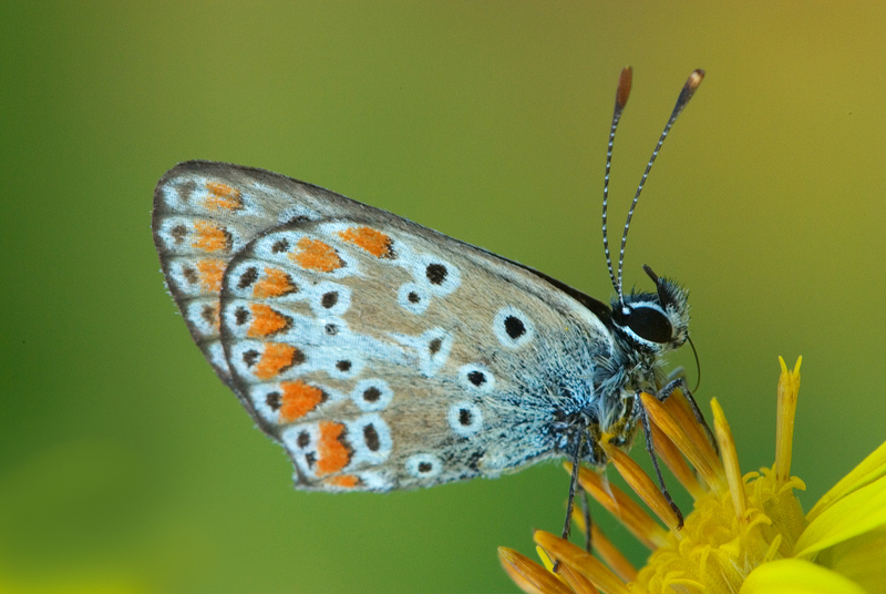 Licenidae da identificare