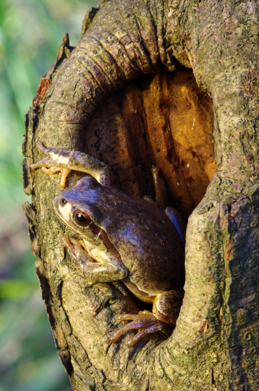 Hyla intermedia