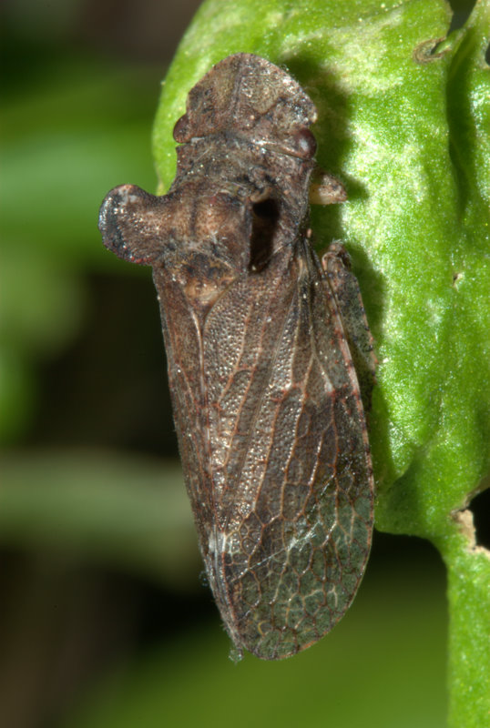 Insetto stranissimo:Ledra aurita