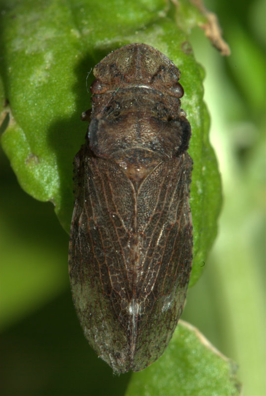 Insetto stranissimo:Ledra aurita