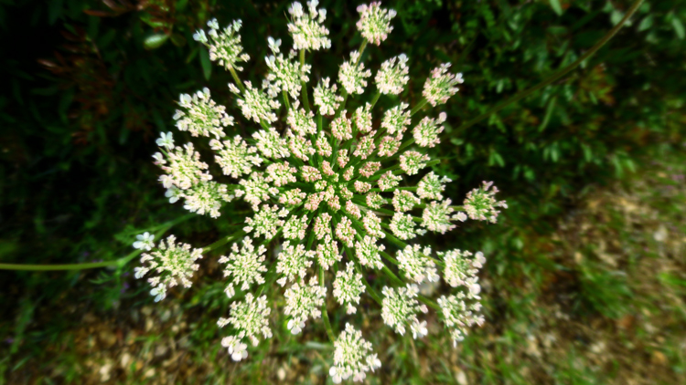 Bianco geometrico. Daucus carota