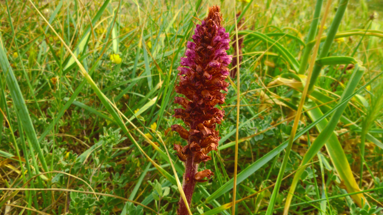 Orobanche sp.