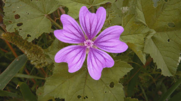 Malva sylvestris