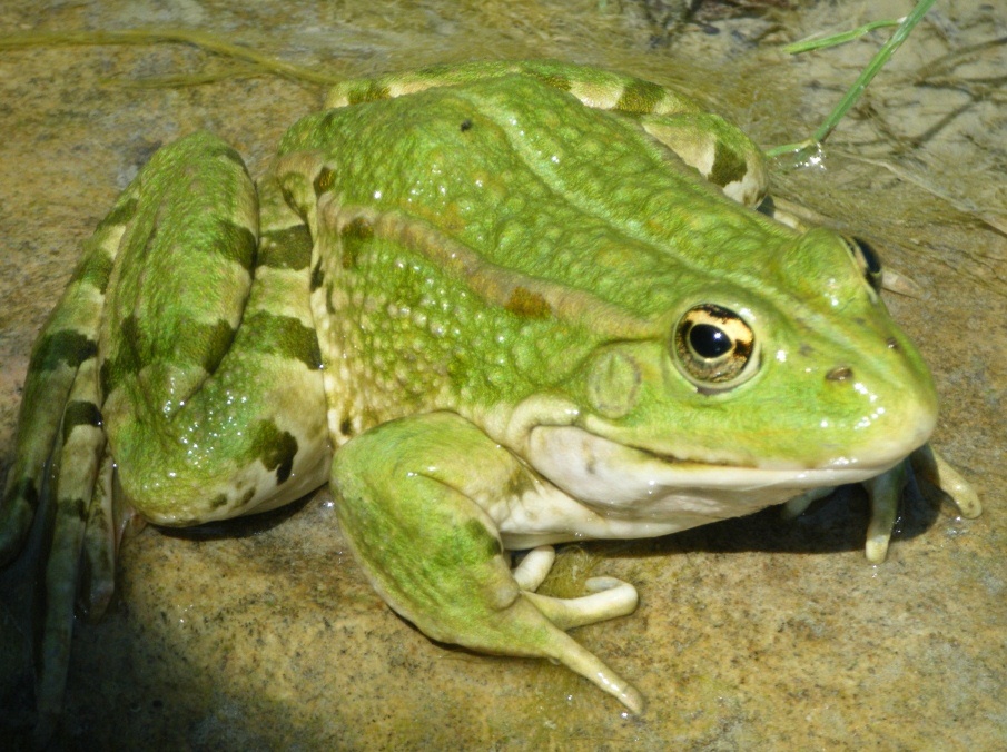 rana esculenta? rana verde forse alloctona (Forl)