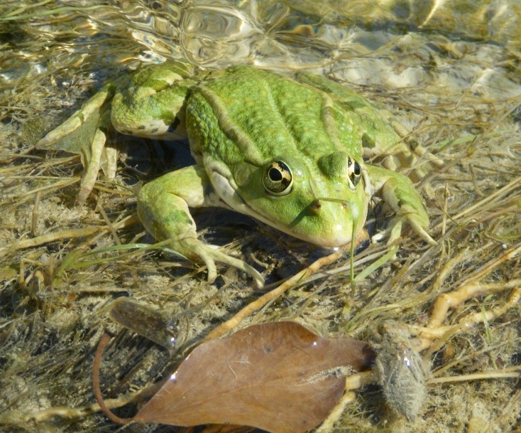 rana esculenta? rana verde forse alloctona (Forl)