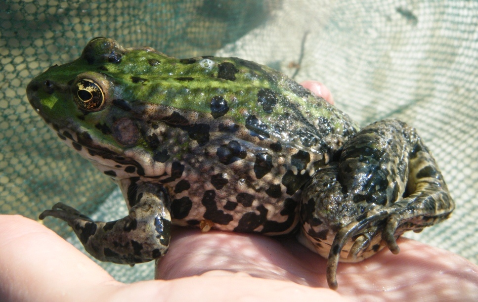 rana esculenta? rana verde forse alloctona (Forl)