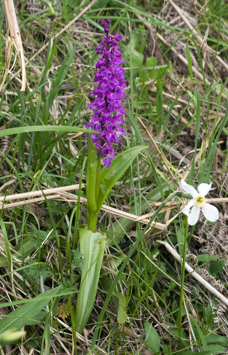 Orchis mascula subsp. speciosa / Orchide elegante