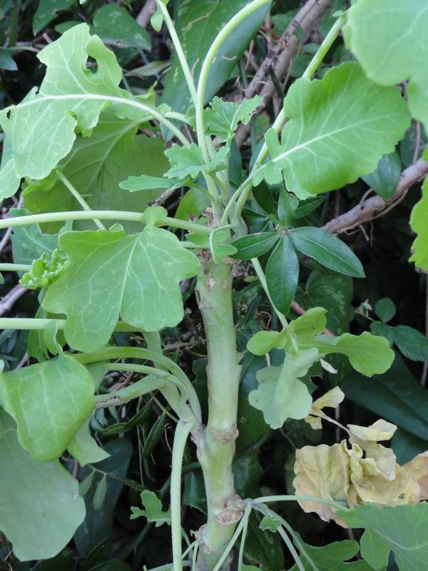 Brassica?