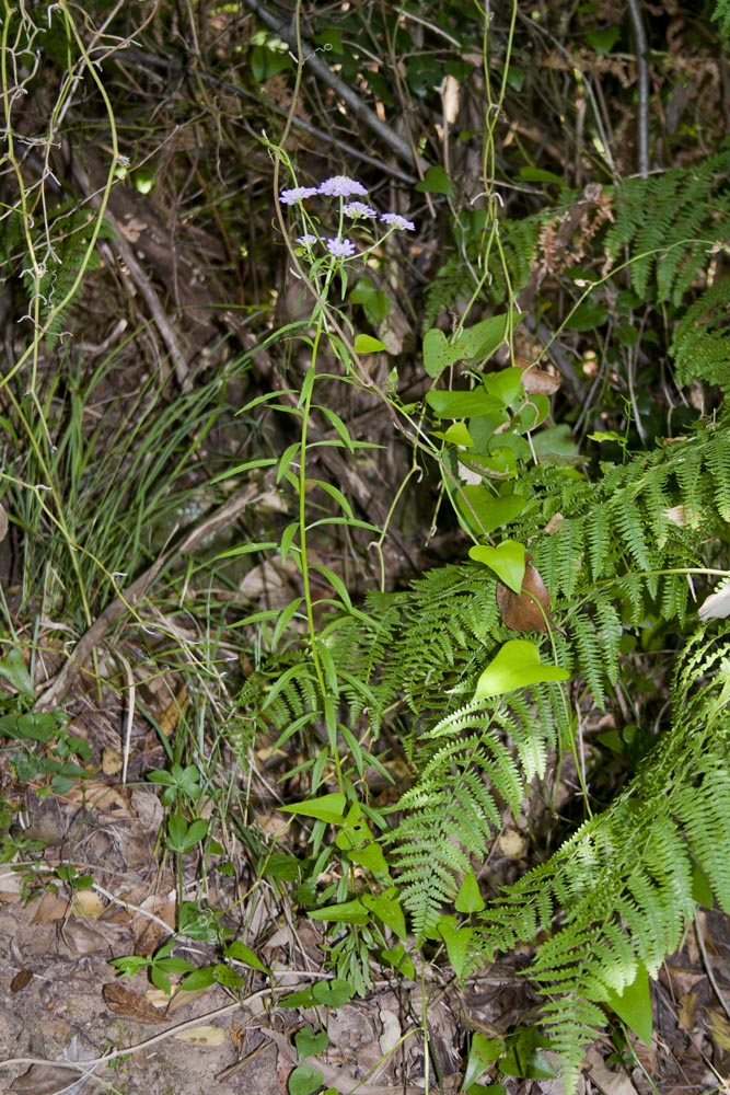 Iberis umbellata / Iberide rossa