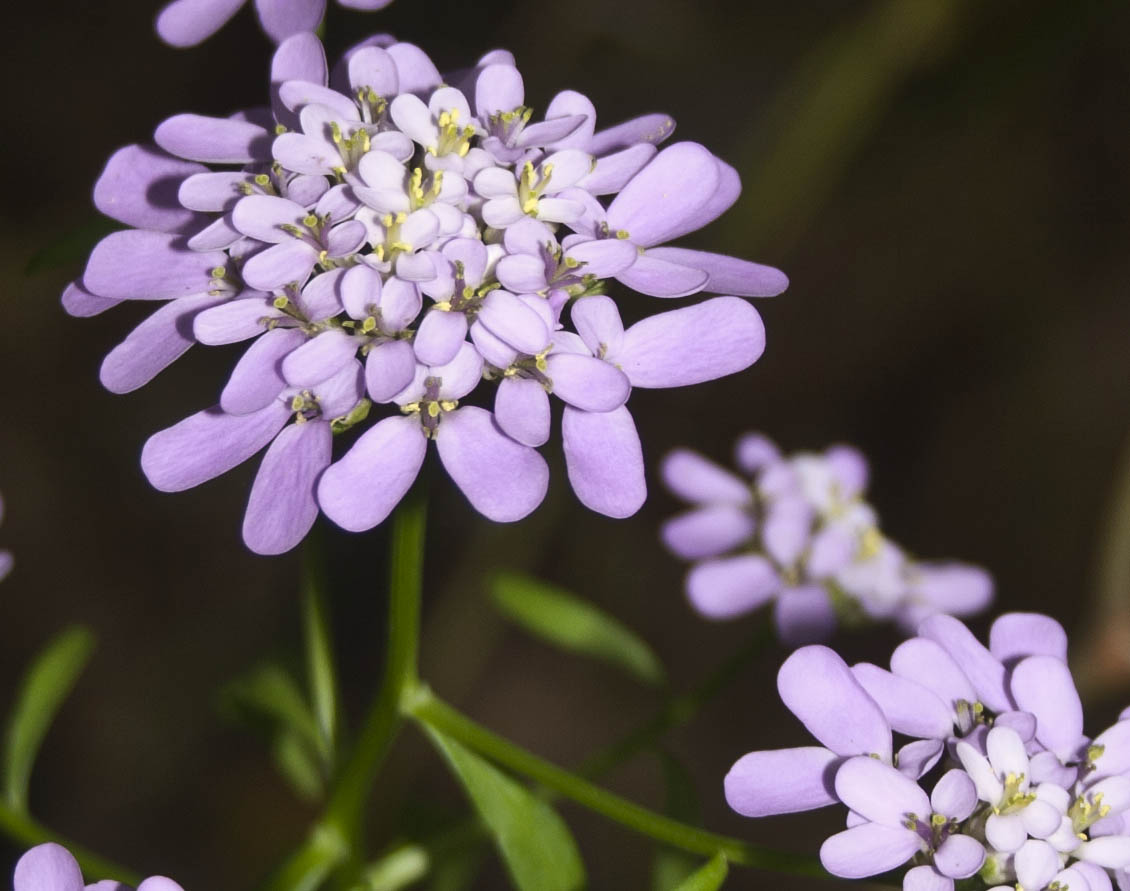 Iberis umbellata / Iberide rossa