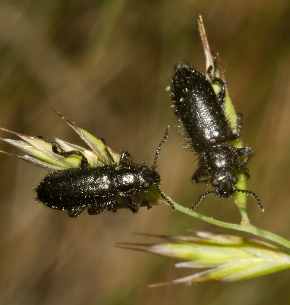 Enicopus sp. in gruppo