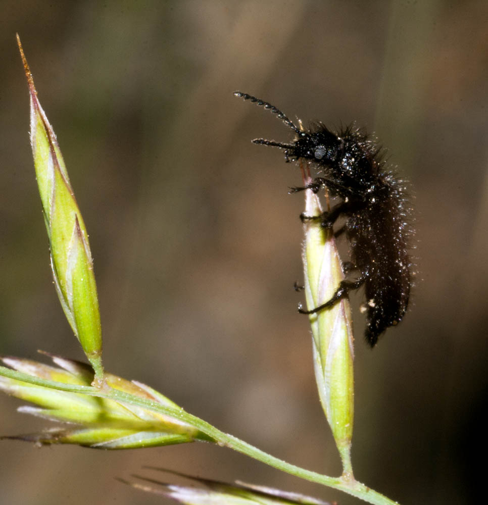 Enicopus sp. in gruppo