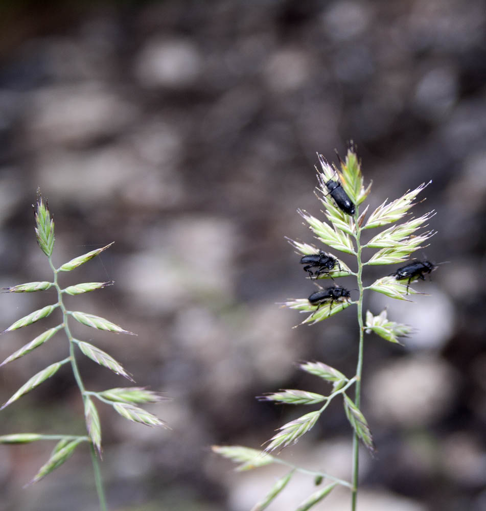 Enicopus sp. in gruppo