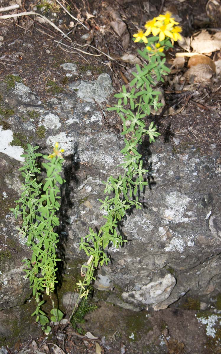 Hypericum perforatum