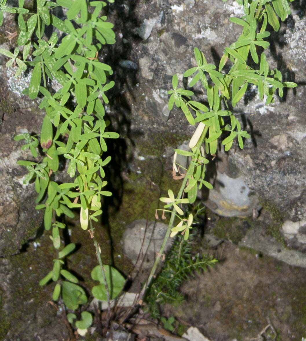 Hypericum perforatum