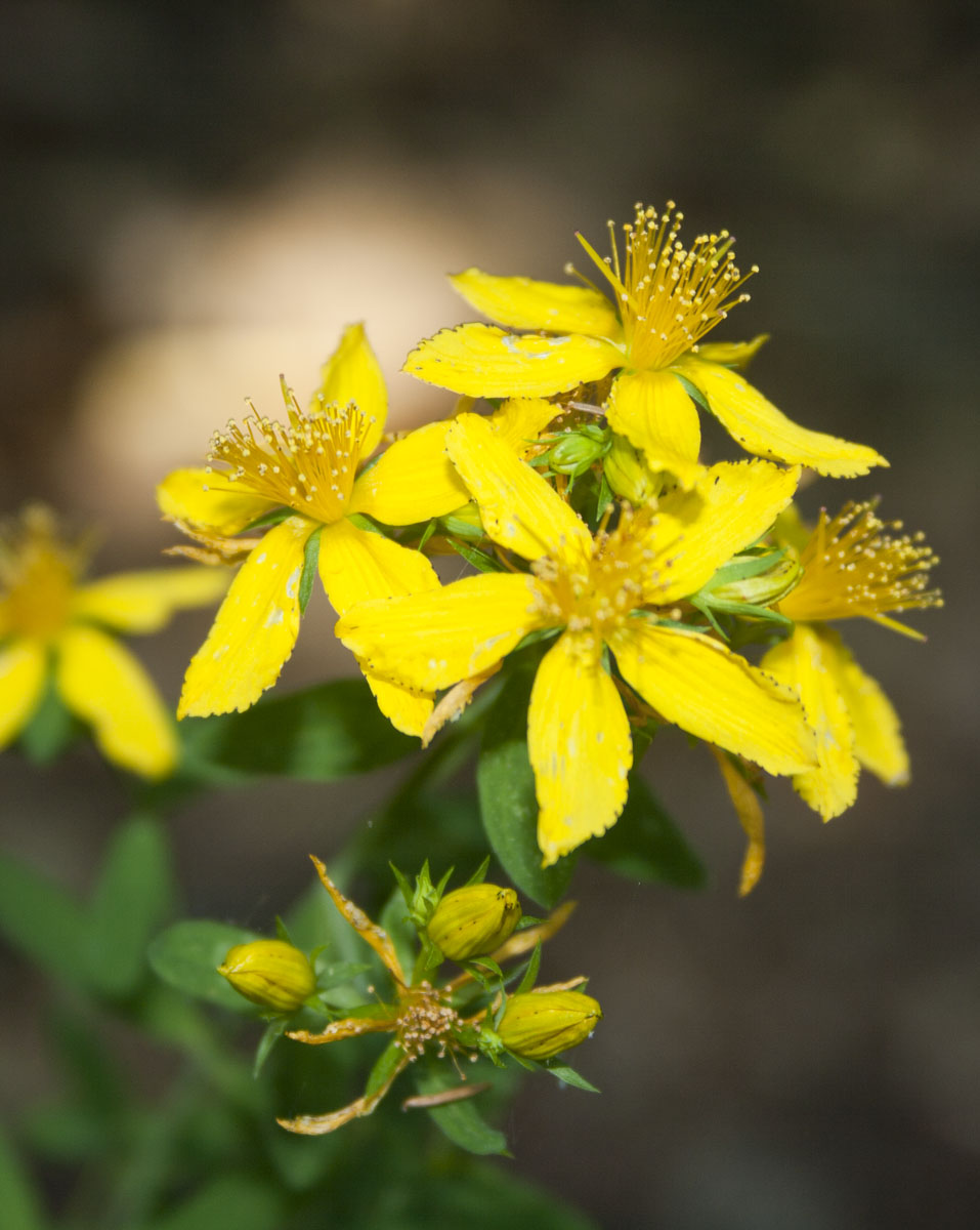 Hypericum perforatum