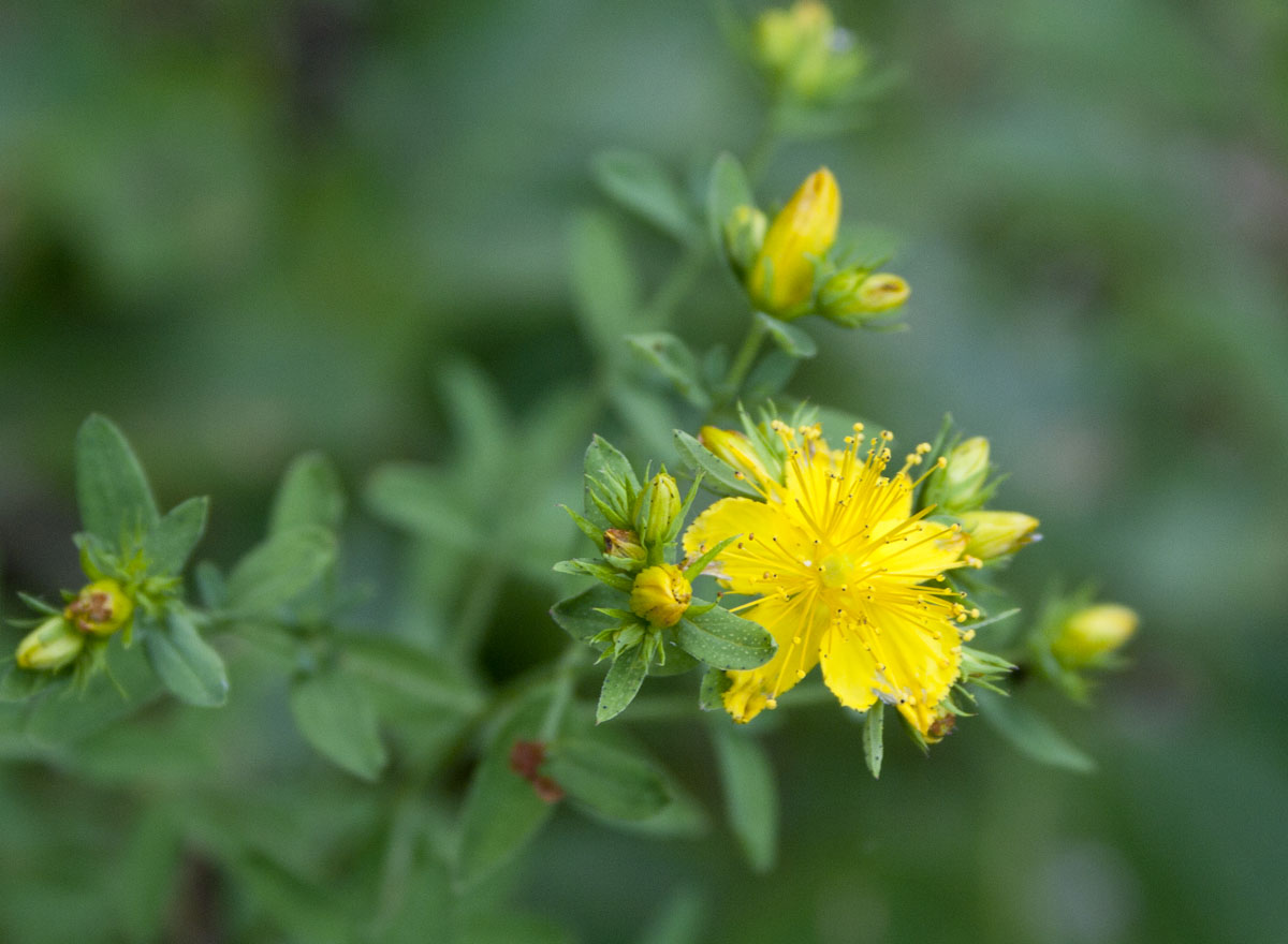 Hypericum perforatum