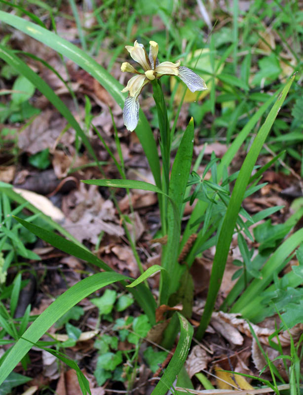 Chamaeiris foetidissima (=Iris foetidissima) / Giaggiolo puzzolente