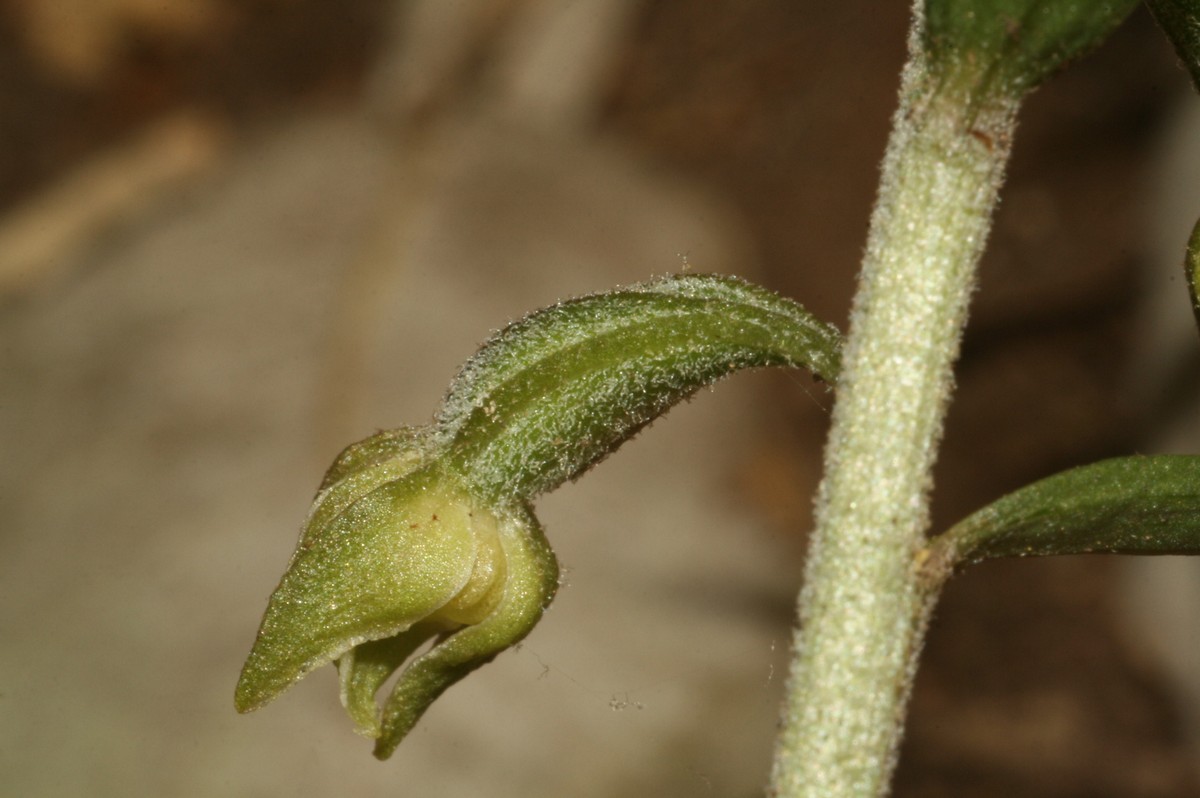 Epipactis microphylla?