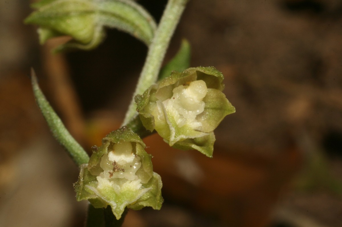 Epipactis microphylla?