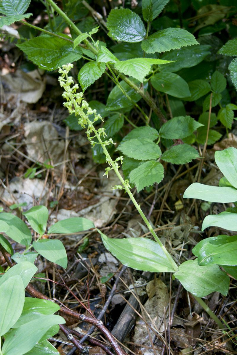 Neottia ovata