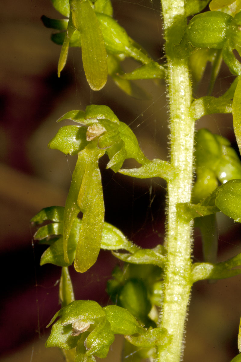 Neottia ovata