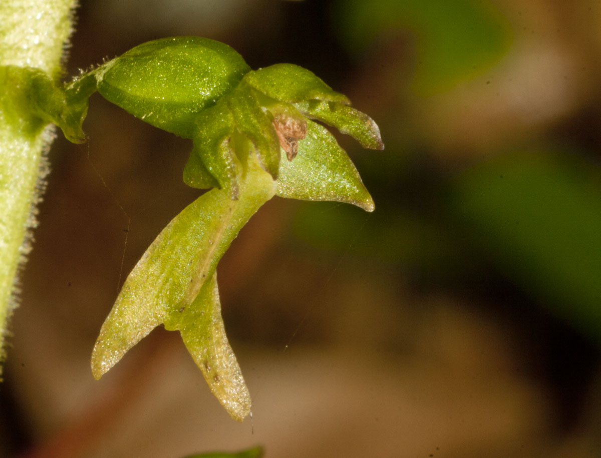 Neottia ovata