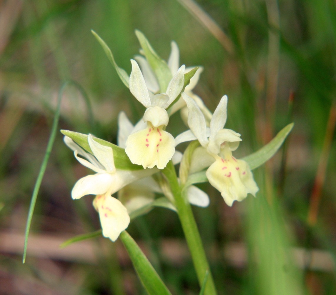 Orchis pauciflora? No - Dactylorhiza sambucina