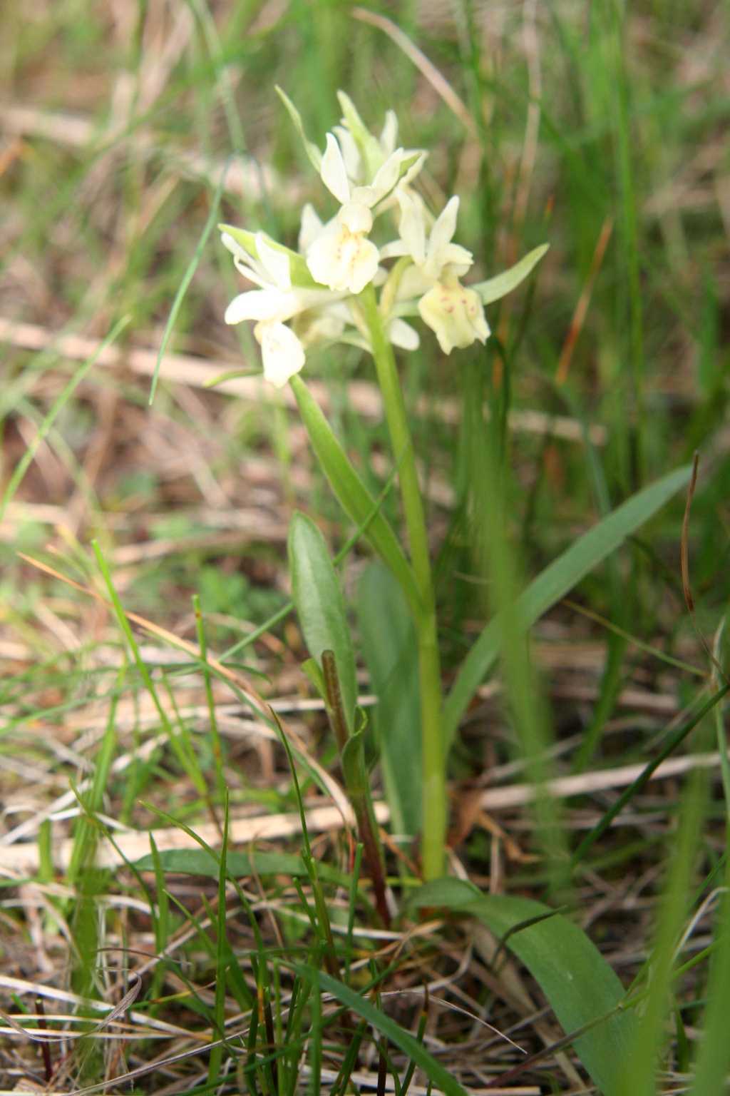 Orchis pauciflora? No - Dactylorhiza sambucina